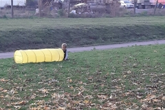 74163966_1278468582355653_7854494766241677312_n